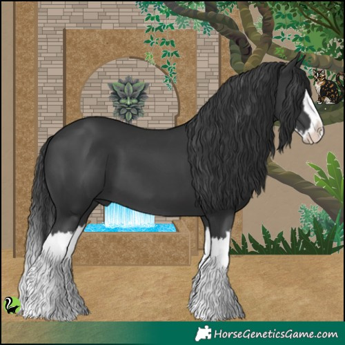 Horse Color:Black Splash 