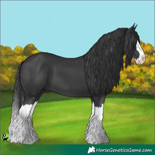 Horse Color:Black Splash 