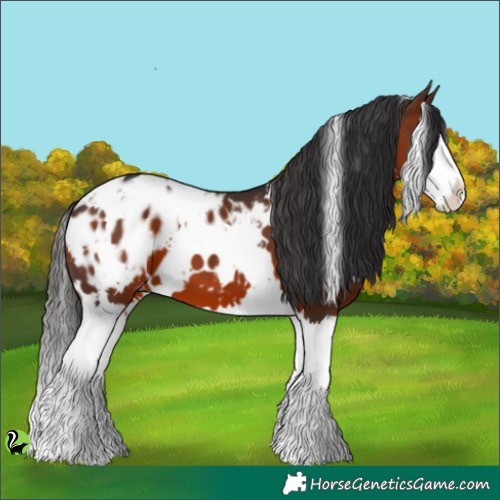 Horse Color:White Spotted Brown Splash Appaloosa 