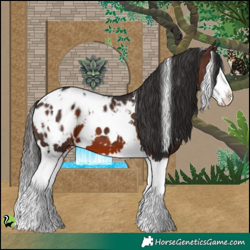 Horse Color:White Spotted Brown Splash Appaloosa 