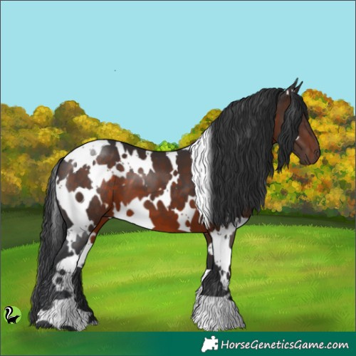 Horse Color:White Spotted Brown 