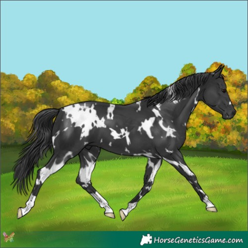 Horse Color:White Spotted Black 
