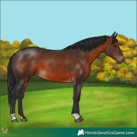 Horse Color:Brown 