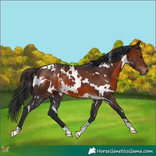 Horse Color:White Spotted Brown 