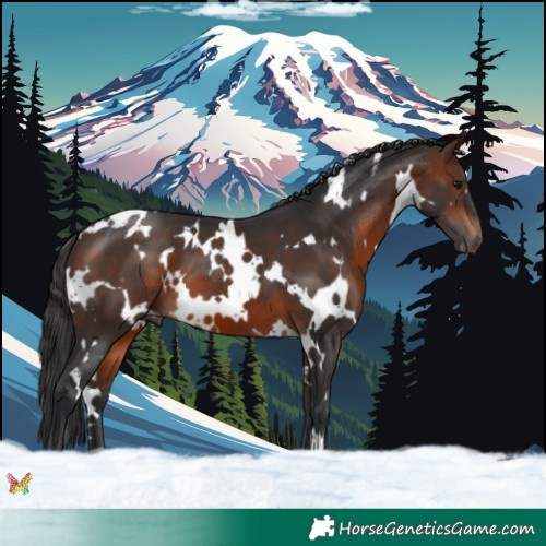 Horse Color:White Spotted Brown 