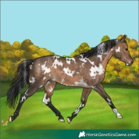 Horse Color:White Spotted Brown Dun 