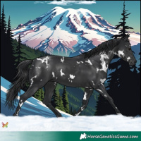 Horse Color:White Spotted Black 