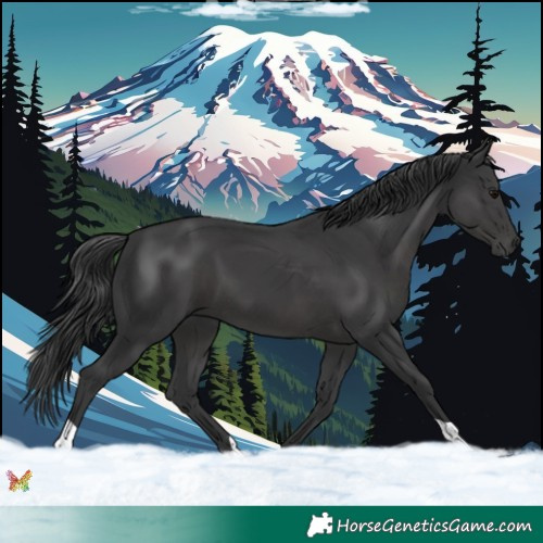 Horse Color:Black 