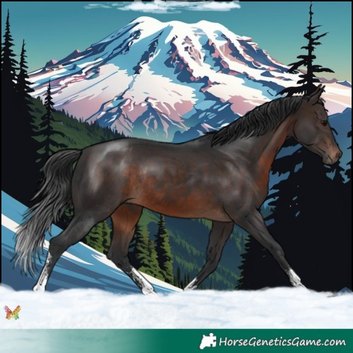 Horse Color:Brown Sabino Rabicano 