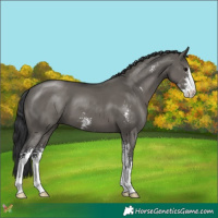 Horse Color:Grullo Sabino 