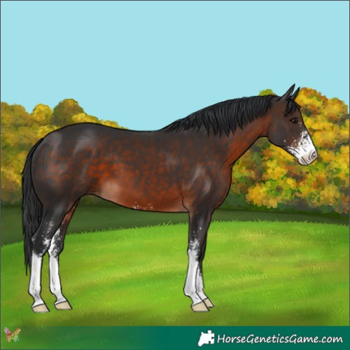 Horse Color:Brown Sabino