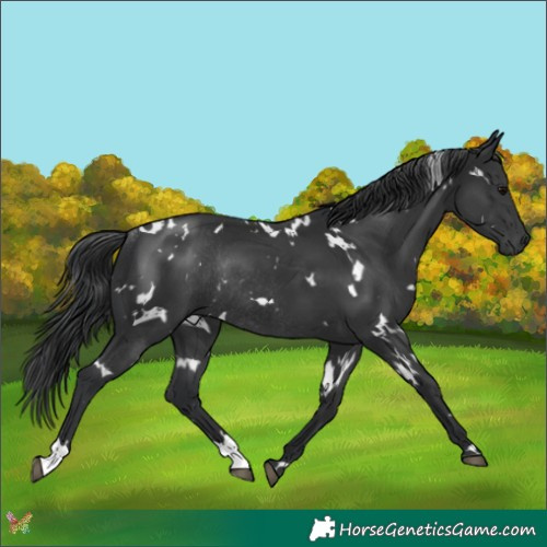 Horse Color:White Spotted Black Rabicano 