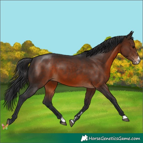Horse Color:Brown Sabino 