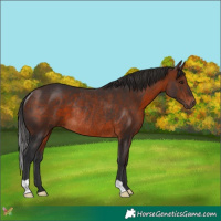 Horse Color:Bay Rabicano 