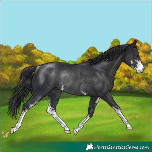 Horse Color:Black Sabino Rabicano 