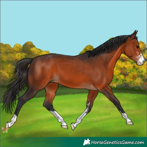 Horse Color:Brown Sabino 