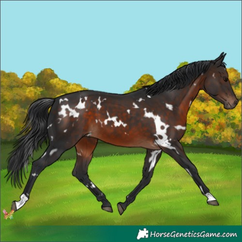 Horse Color:White Spotted Brown 