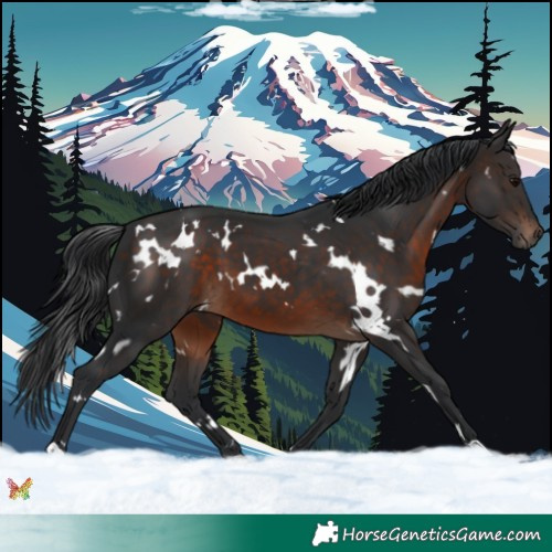 Horse Color:White Spotted Brown 
