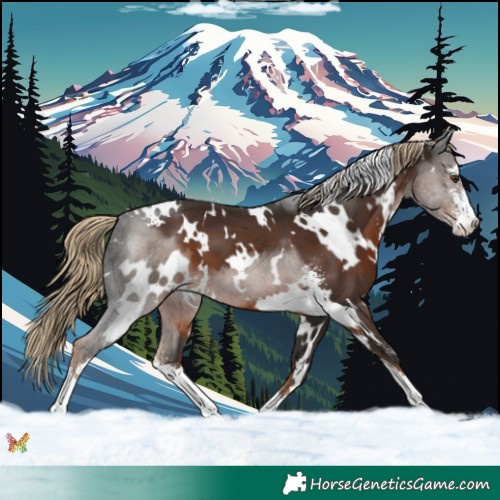 Horse Color:White Spotted Liver Chestnut Sabino 