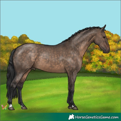 Horse Color:Brown Dun 