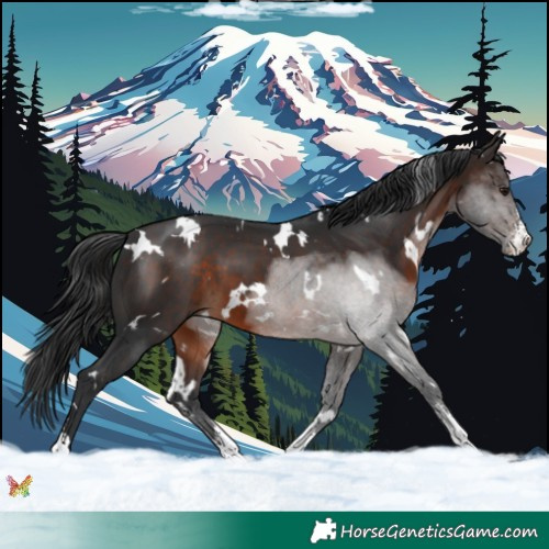 Horse Color:White Spotted Brown Sabino 