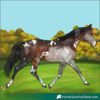 Horse Color:White Spotted Brown Sabino 