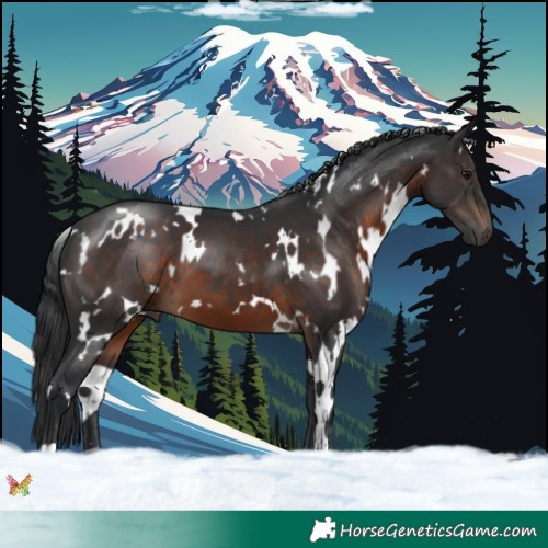 Horse Color:White Spotted Brown 