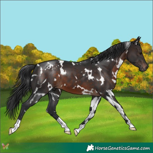 Horse Color:White Spotted Brown 