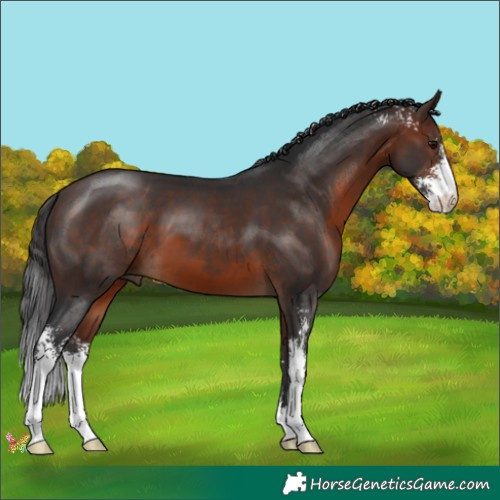 Horse Color:Brown Sabino 