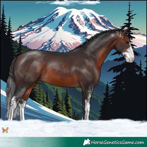 Horse Color:Brown Sabino 