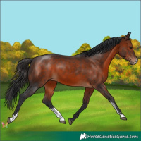 Horse Color:Brown Sabino 
