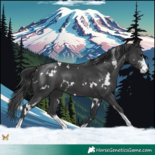 Horse Color:White Spotted Black Sabino 