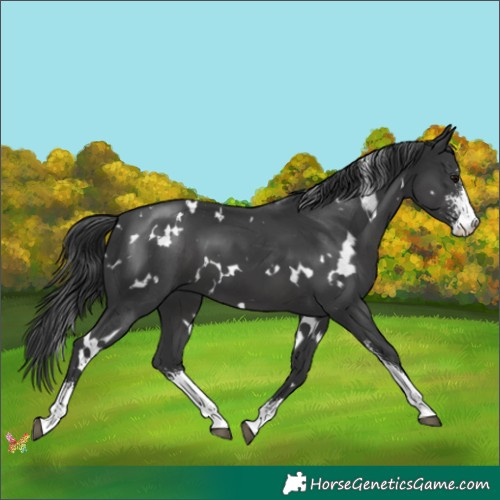 Horse Color:White Spotted Black Sabino 