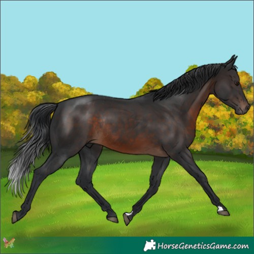 Horse Color:Brown Rabicano 