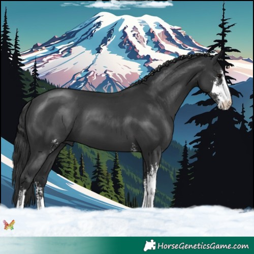 Horse Color:Black Sabino 