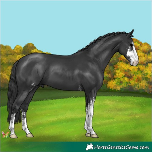 Horse Color:Black Sabino 