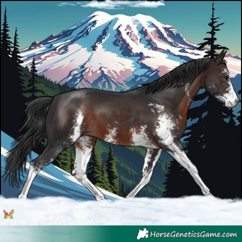 Horse Color:Brown Sabino 