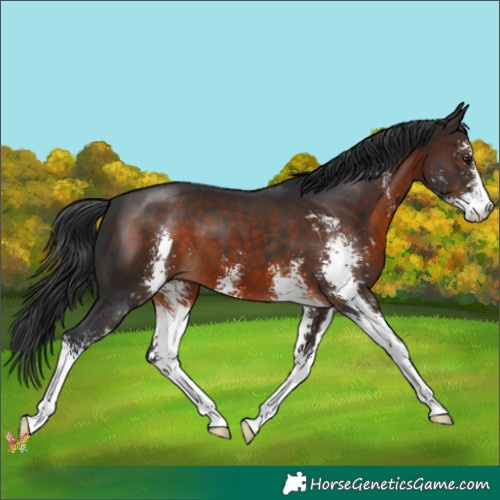 Horse Color:Brown Sabino 