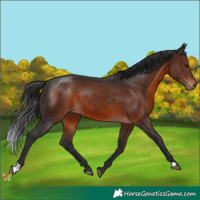 Horse Color:Brown 