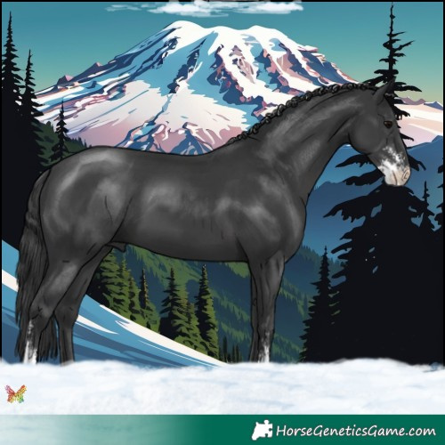 Horse Color:Black Sabino 