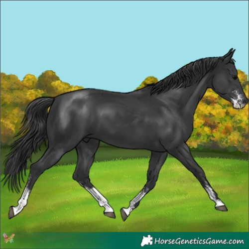 Horse Color:Black Sabino 