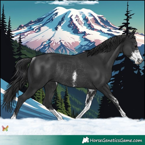 Horse Color:Black Sabino Rabicano 