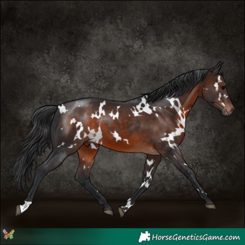 Horse Color:White Spotted Brown 