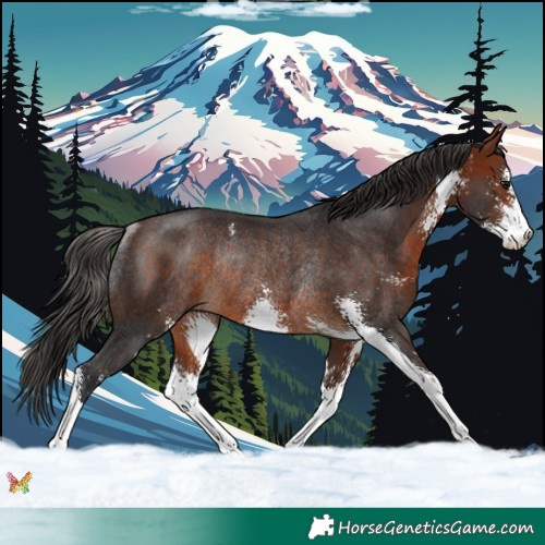 Horse Color:Bay Sabino Rabicano 