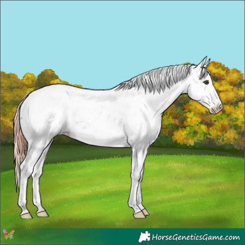 Horse Color:Liver Chestnut Sabino