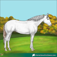Horse Color:Liver Chestnut Sabino 