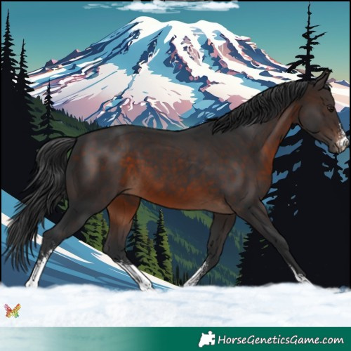 Horse Color:Brown Sabino 