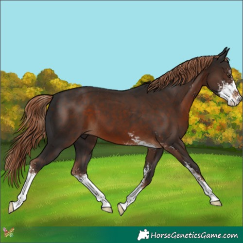 Horse Color:Liver Chestnut Sabino 
