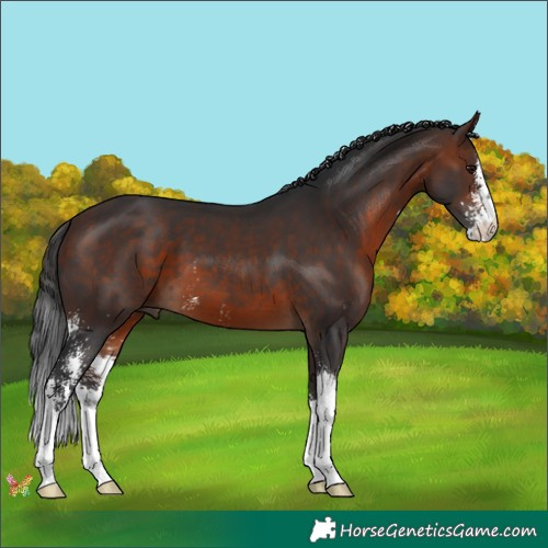 Horse Color:Brown Sabino 