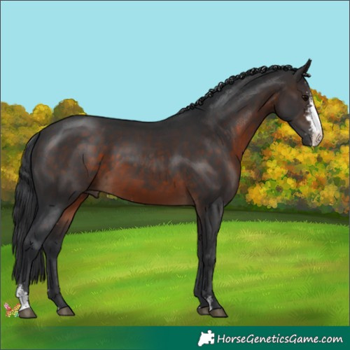 Horse Color:Brown Sabino 